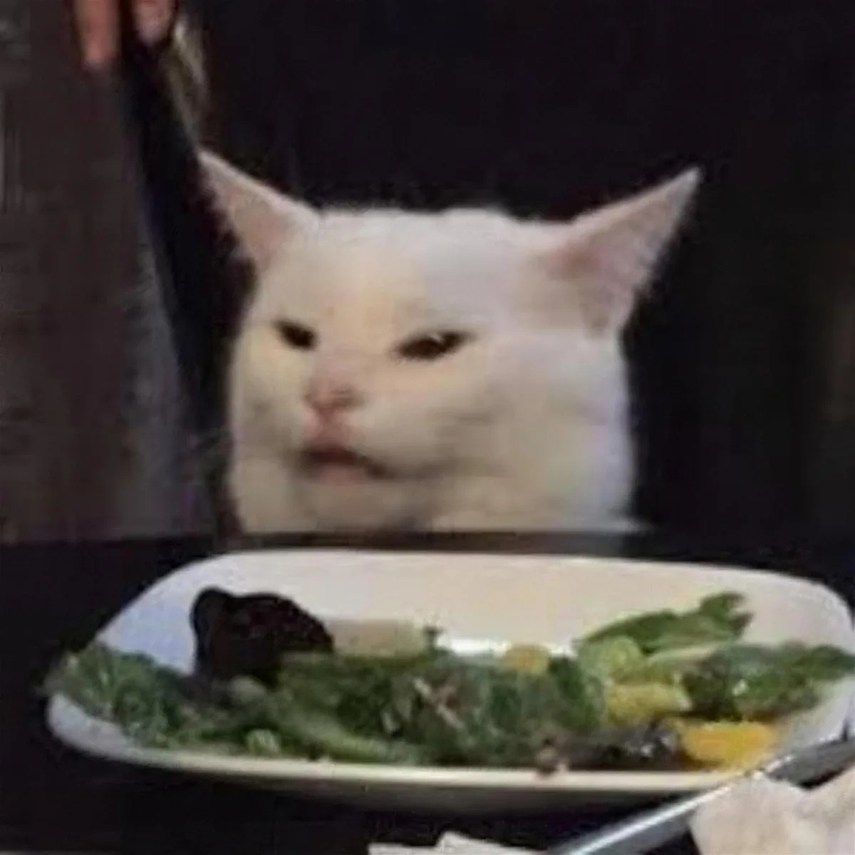 Smudge the cat sitting at a dinner table, looking confused.